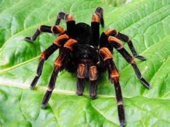 Pet Spider Food