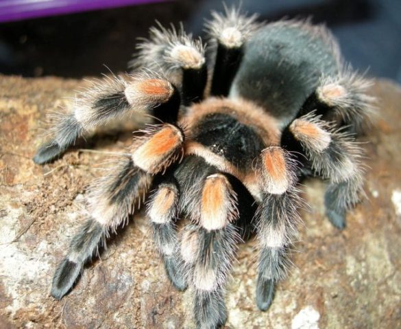 Pet Spider Risks and how to avoid them