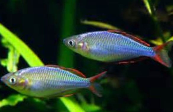 Rainbowfish as Aquarium Fish