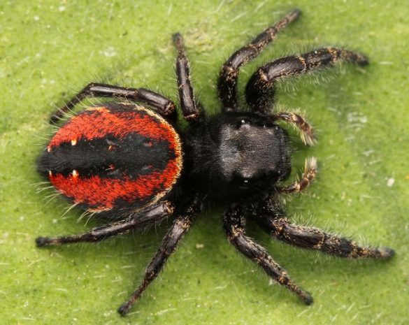 Red House Spiders as Pets