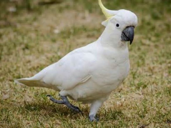 Sulphur-Crested Cockatoo as pets