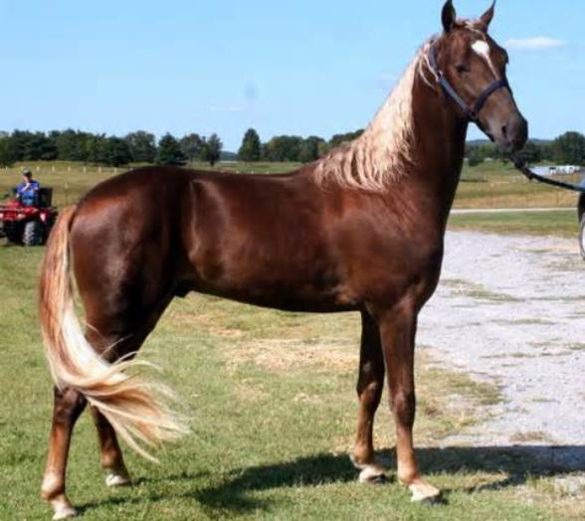 Tennessee Walking Horse (Tennessee Walker)