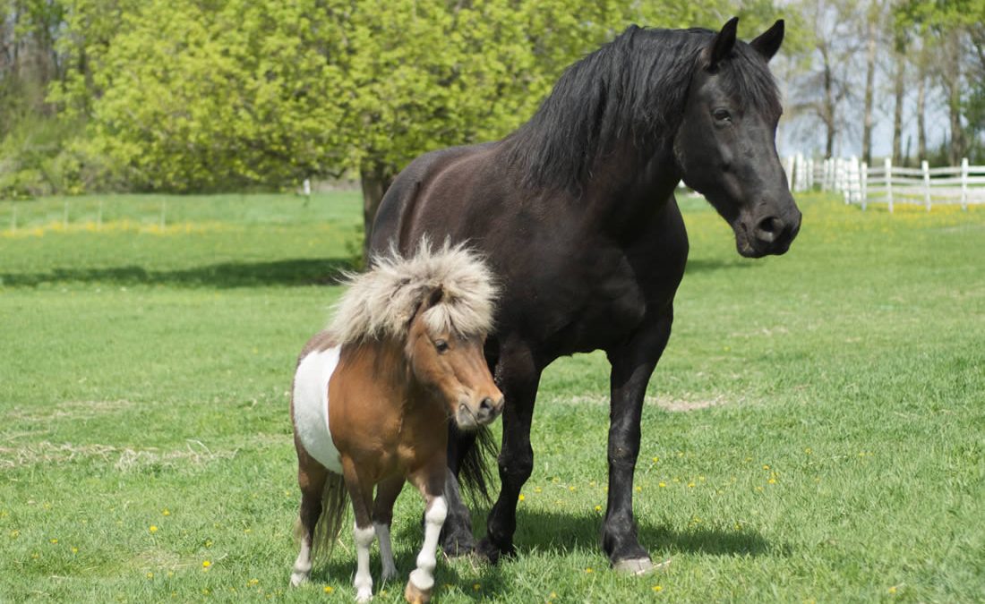 Horse Breeds, Types and Sizes