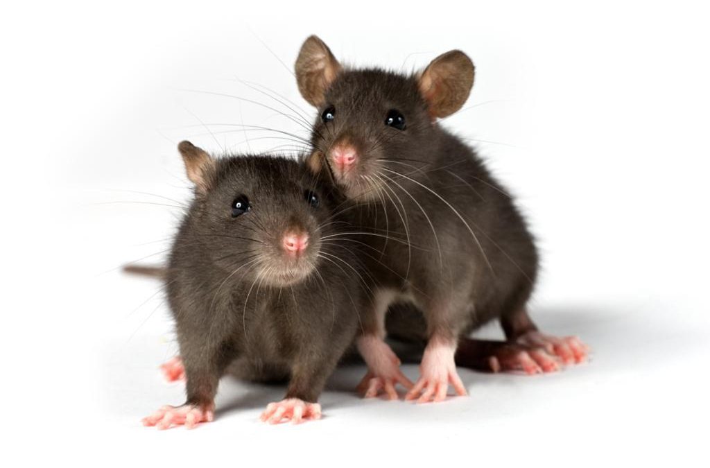 Rats as Pets