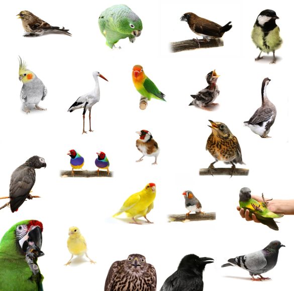 What Kind of Bird is Best as a Pet?