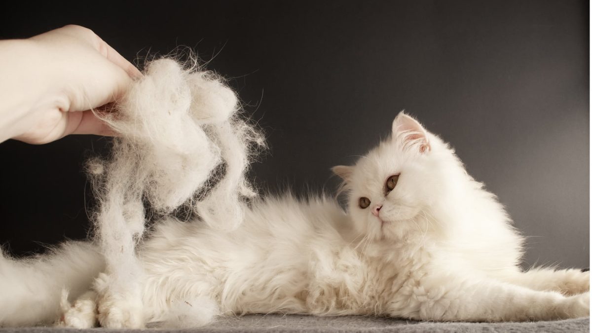 What Sheds Less: Short Hair or Long-Haired Cats?