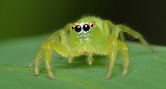 Spiders as Pets - a hands off pet (Usually!)