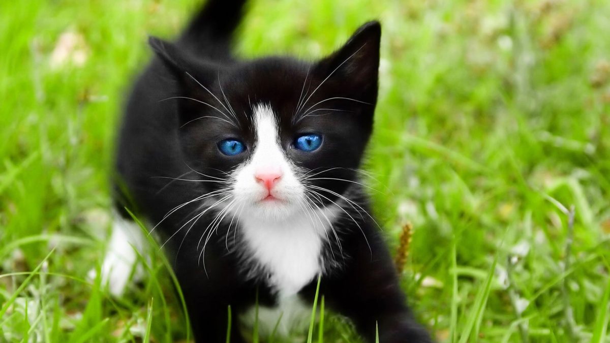 Ojos Azules Cat