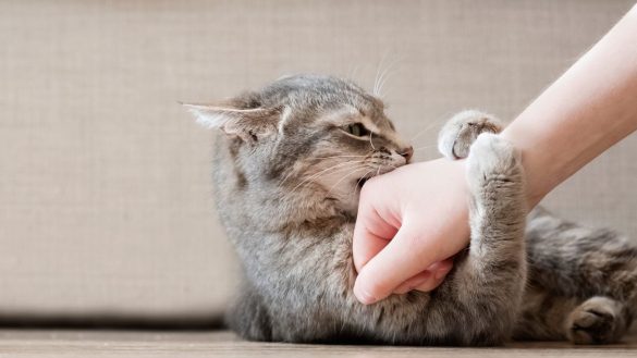 Why Does My Cat Bite When I Pat Her?