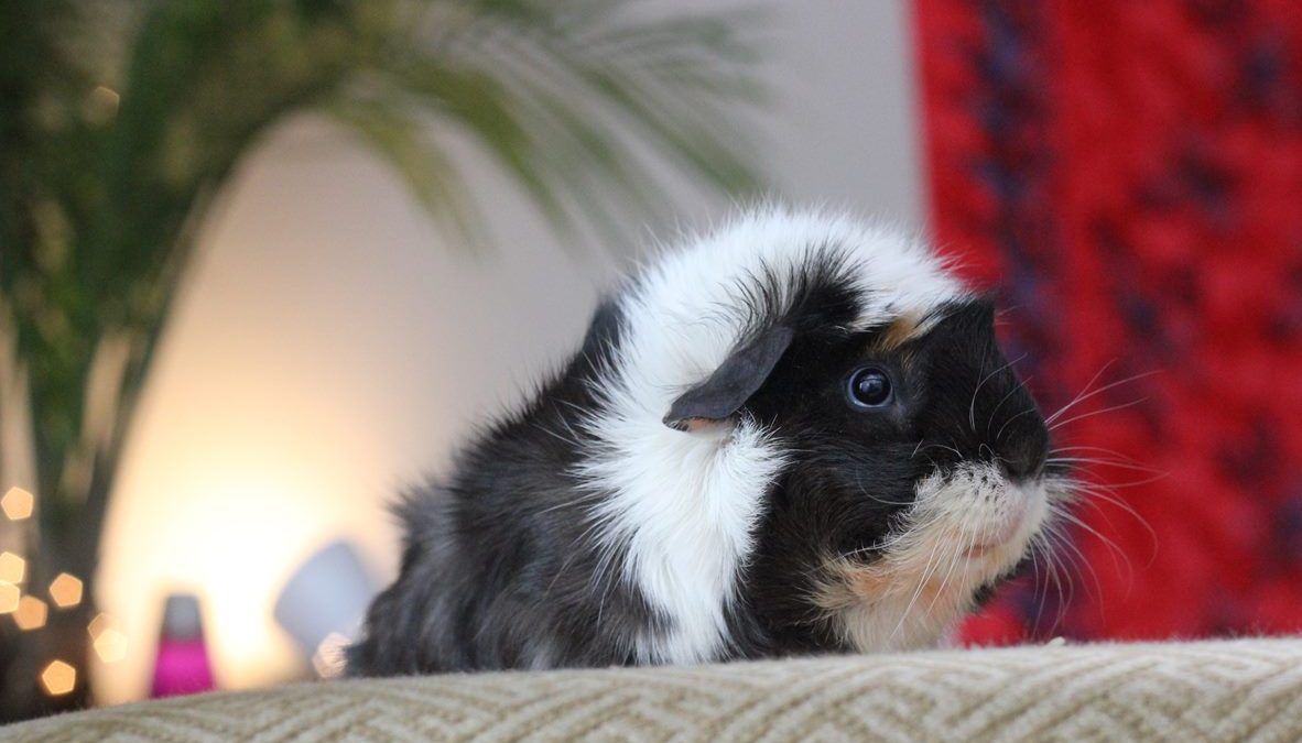 Guinea pigs – Perhaps the best apartment pet