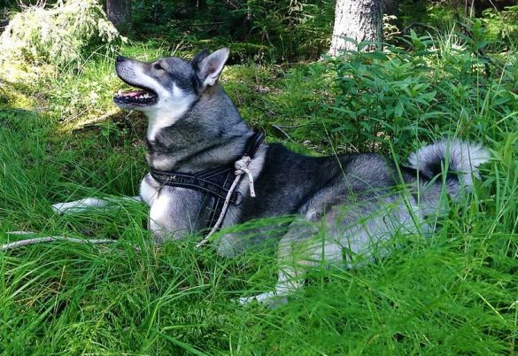 Swedish Elkhound - Jamthund