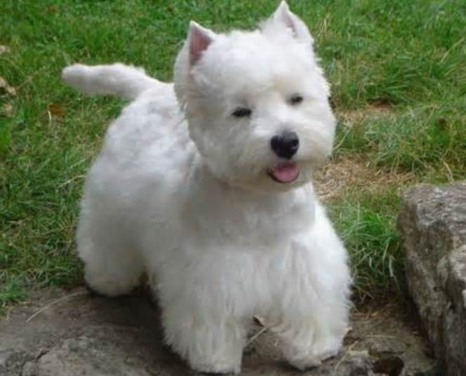 Hot west highland white terrier westie Outlet